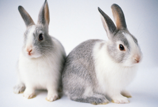 ウサちゃんの去勢・避妊手術