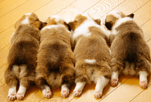 幼いワンちゃん、ネコちゃんの予防接種