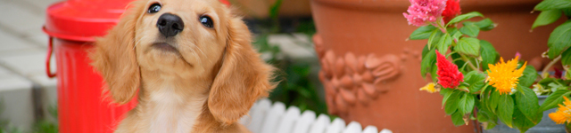 ワンちゃんの予防