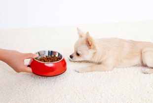 食事量が減った。食べにくそうにしている。