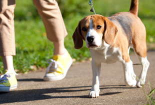 歩き始めの様子がおかしい。片足を上げたままにしている。